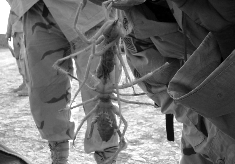 Camel spiders in Iraq