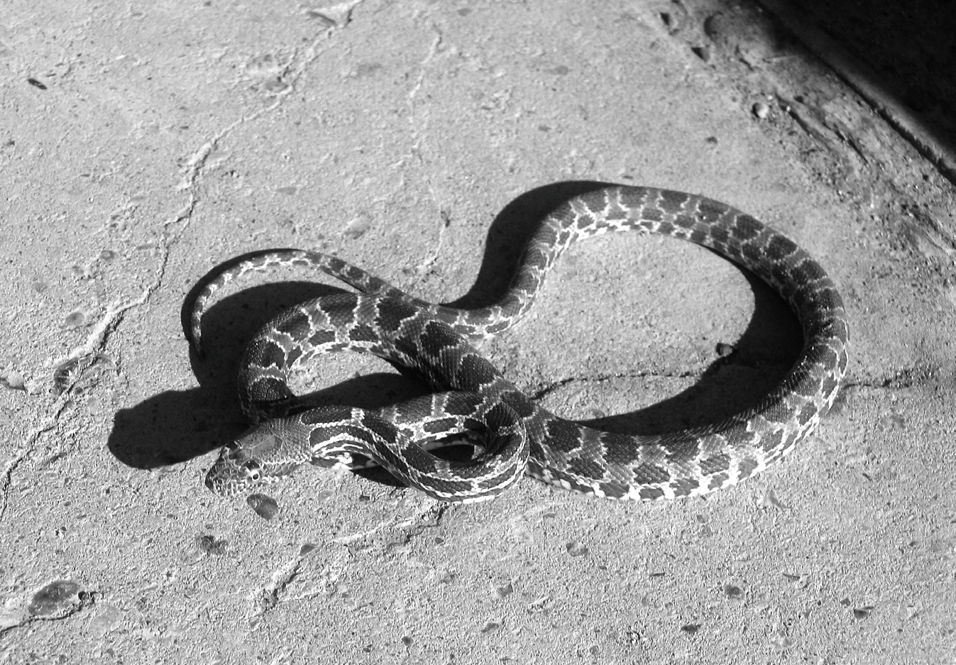 Desert viper on the ground